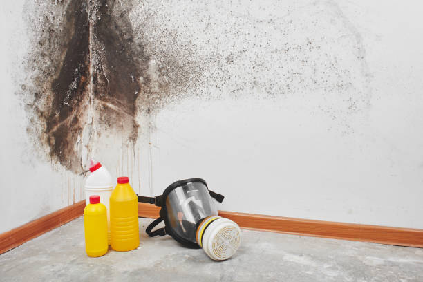 Best Professional water damage repair  in USA